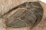 Beautiful Zlichovaspis Trilobite - Lghaft, Morocco #196634-4